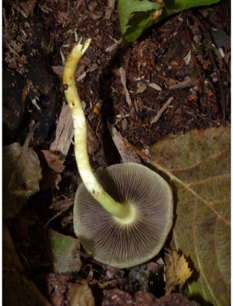 The gills and stem of a mature fruit body.